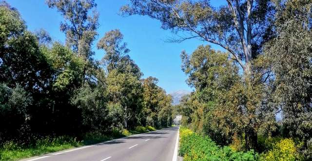 Απειλή για τα οχήματα οι ευκάλυπτοι στην Ε.Ο. Μολάων-Μονεμβασίας